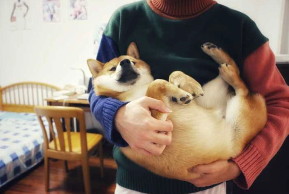 柴犬抱法