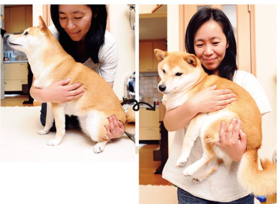 抱柴犬技巧