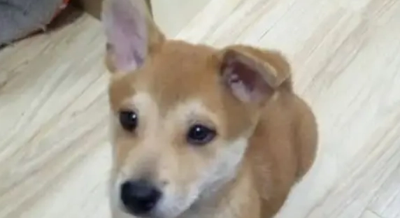 狗狗耳朵疾病