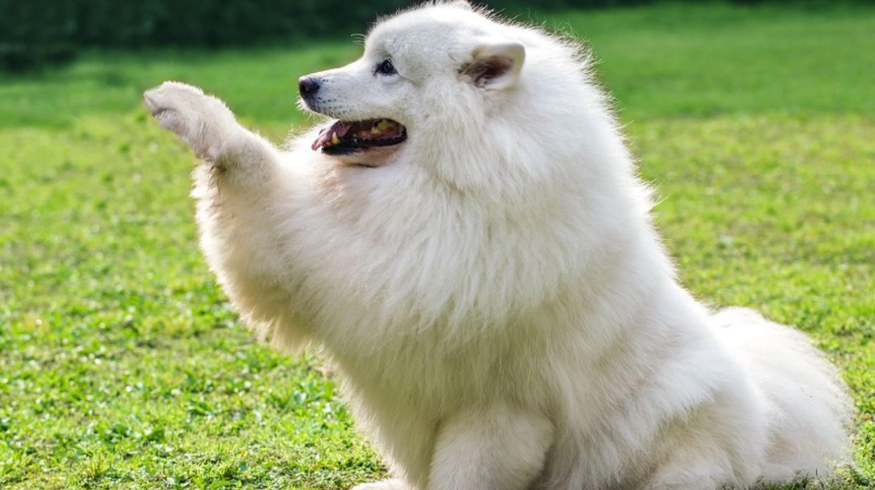 大白熊犬訓練