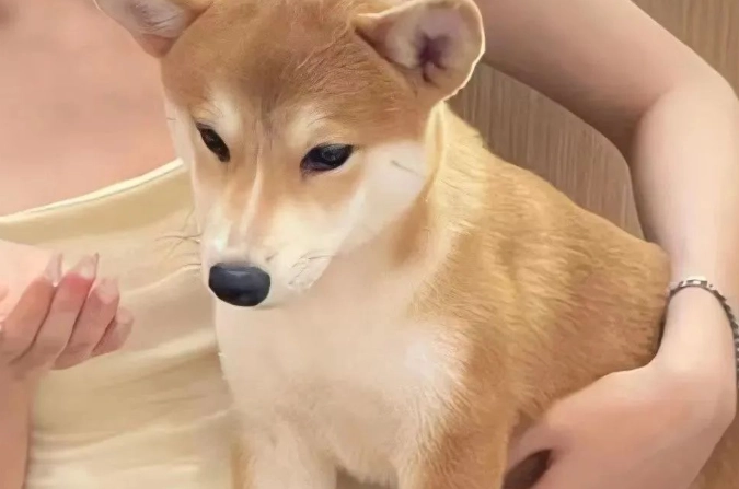 狗狗一直要抱抱