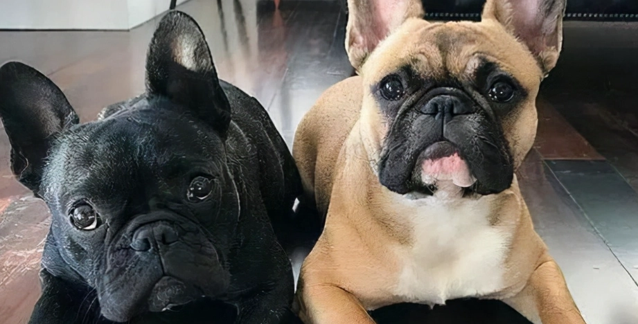 法國鬥牛犬智商排名 法國鬥牛犬智商排名