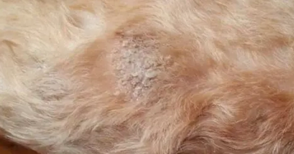 狗皮膚病禿毛