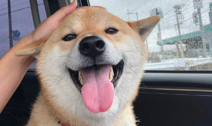 狗耳朵向後貼