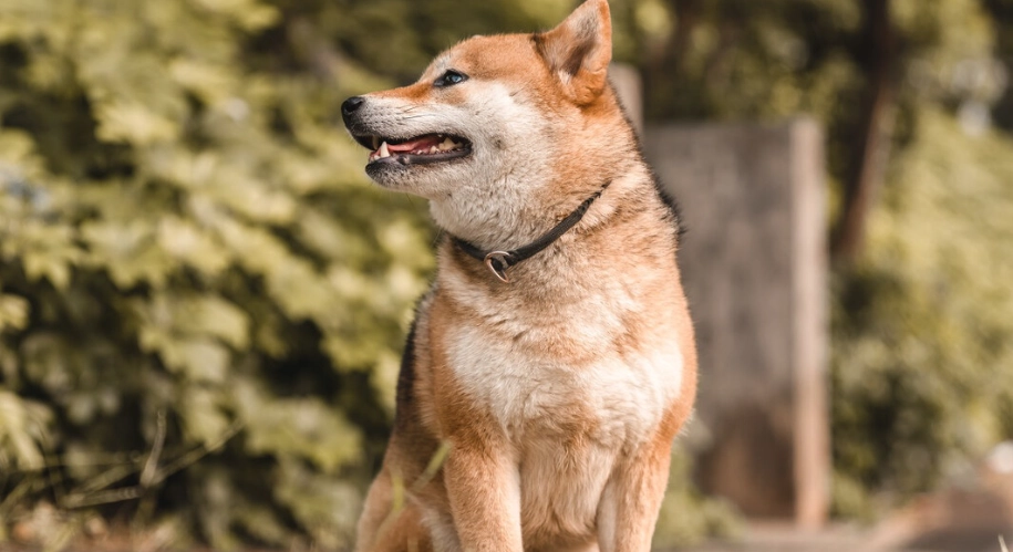 制止狗狗吠叫