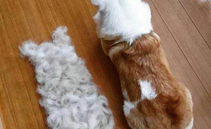狗狗掉毛原因