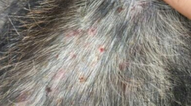 狗皮膚病禿毛
