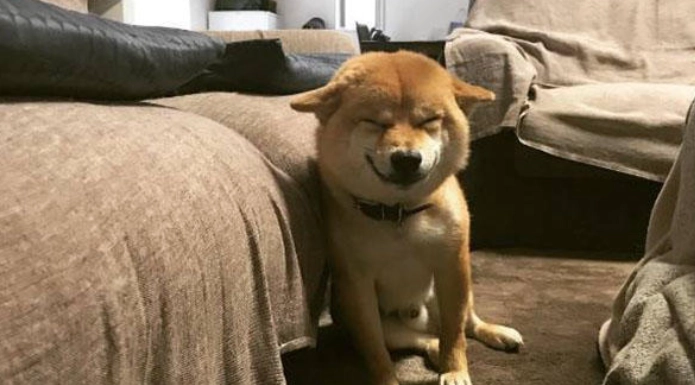 狗狗情緒解讀