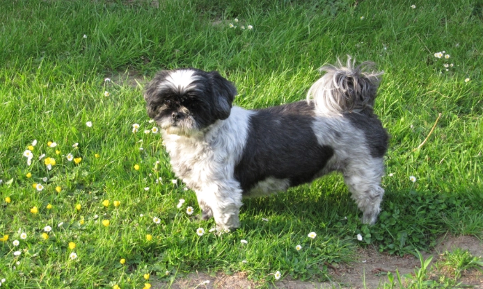 西施犬平均壽命