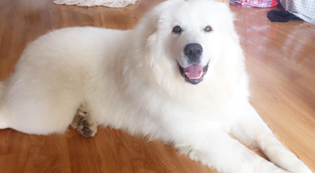 大白熊犬訓練