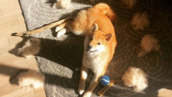 狗狗掉毛護理