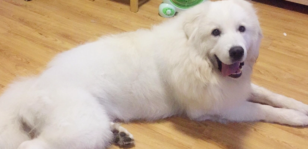 大白熊犬聰明嗎