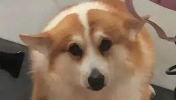 狗狗情緒解讀