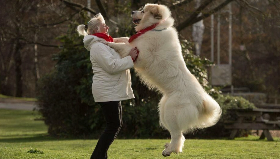 大白熊犬訓練