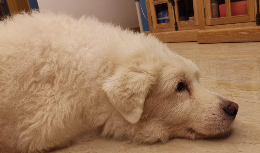 大白熊犬聰明嗎
