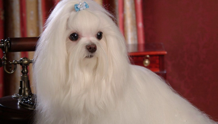 馬爾泰犬