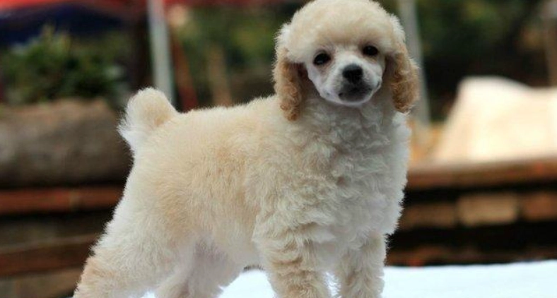 馬爾泰犬