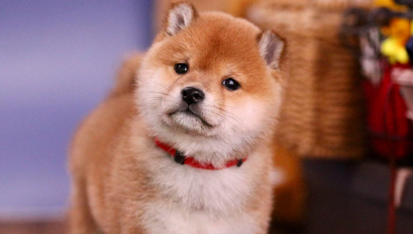 狗狗黃金期