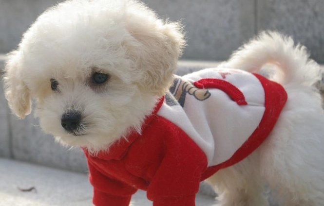 馬爾泰犬