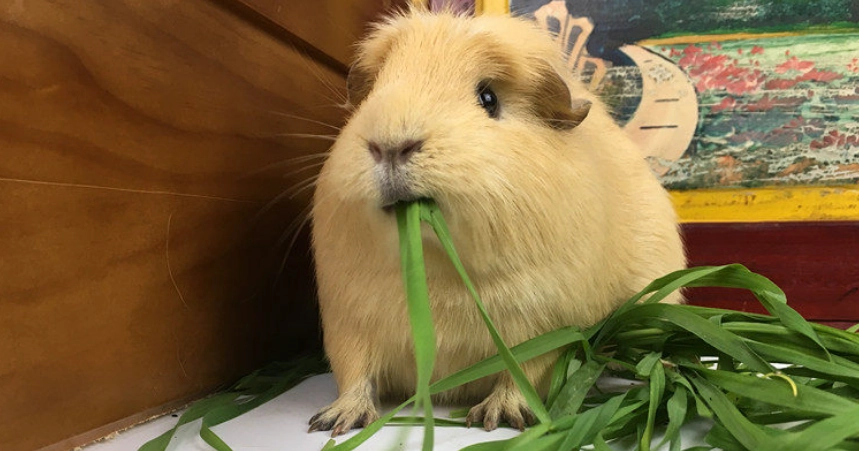 冠毛天竺鼠 飼養