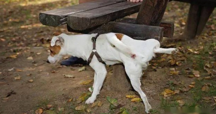 狗尿尿姿勢異常