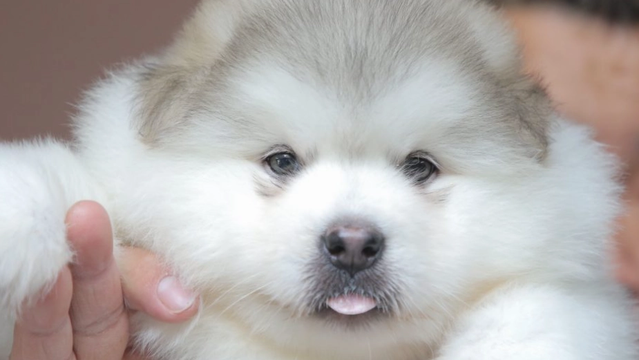 雪橇犬訓練