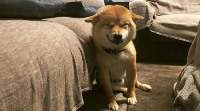 狗狗情緒解讀