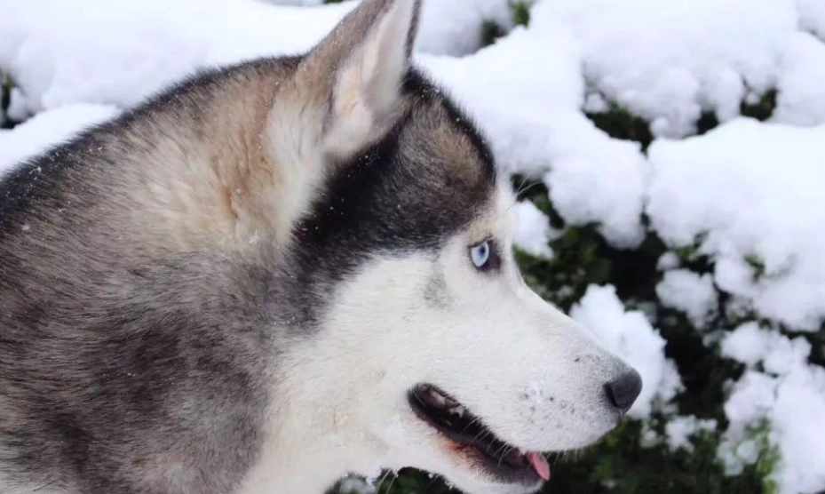 雪橇犬 哈士奇 区别