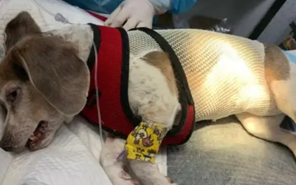 公狗結紮腫脹