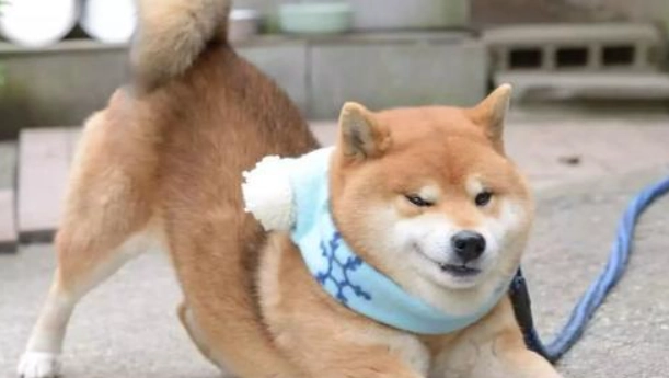 狗狗行為信號