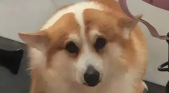 狗狗行為分析