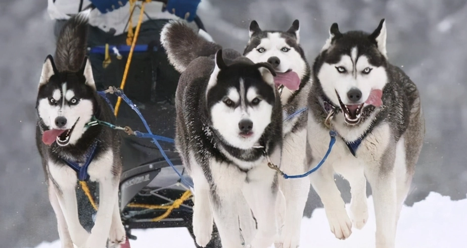 雪橇犬訓練