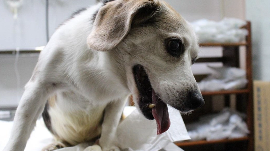結紮後狗脾氣