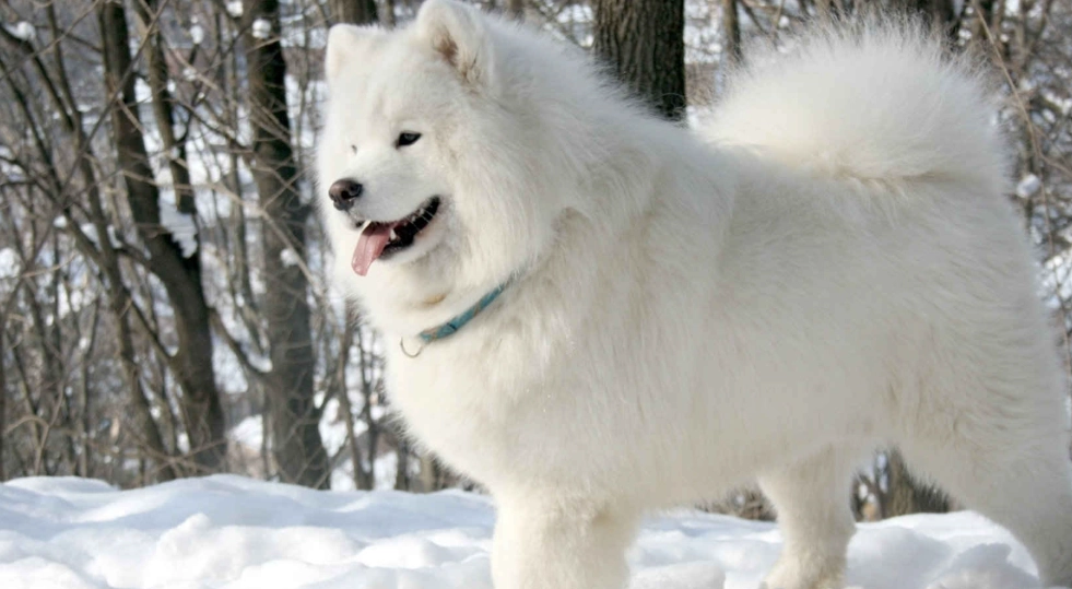 雪橇犬訓練