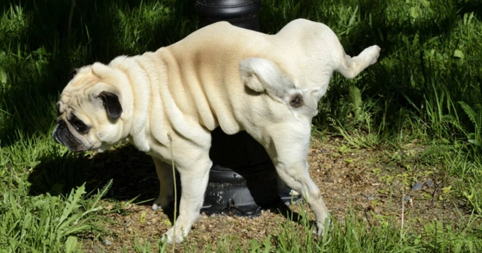 狗狗抬腳尿尿