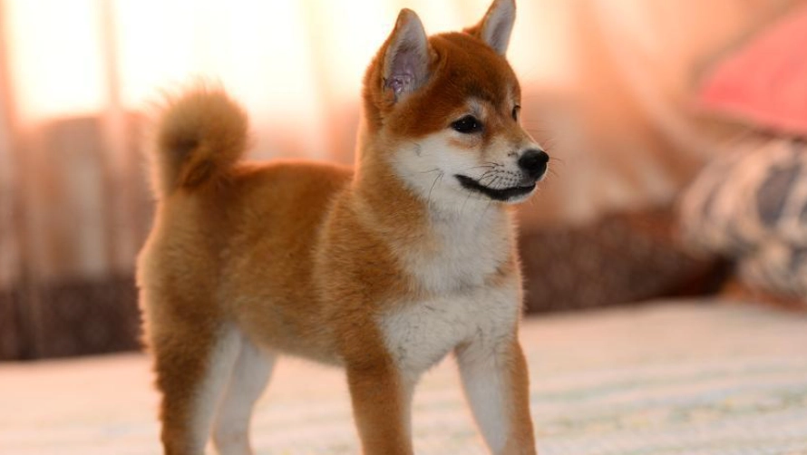 柴犬训练