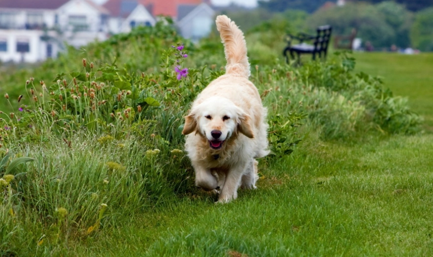 黃金獵犬飼養