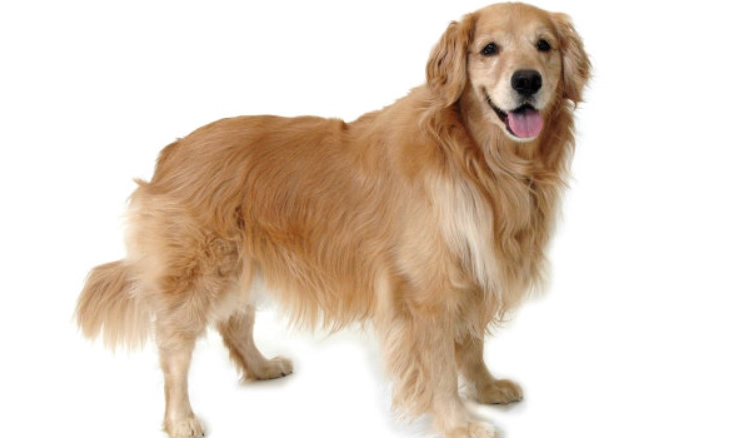 英系黃金獵犬性格