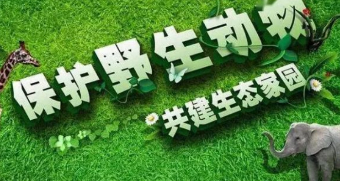 動物保護罰則