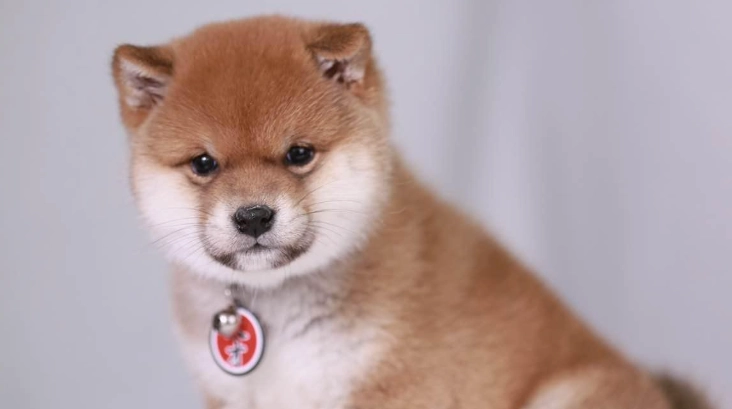 柴犬性格