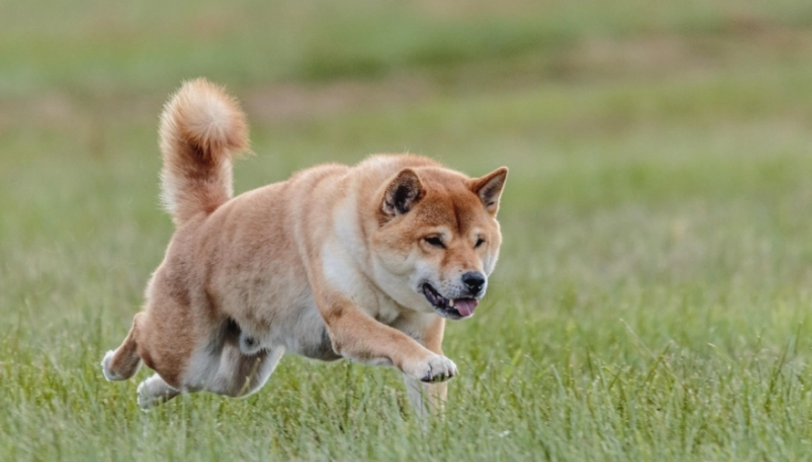 柴犬性格