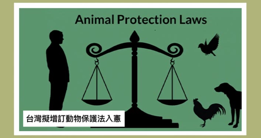 餵養流浪動物 法律責任