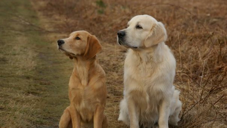 黃金獵犬飼養