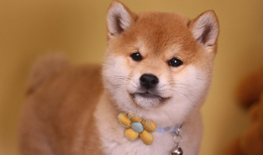 柴犬训练