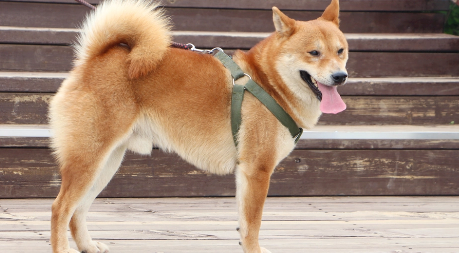 柴犬饲养