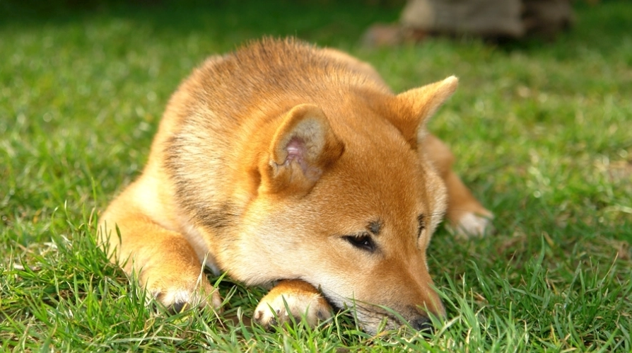 柴犬饲养