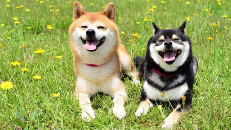 柴犬饲养