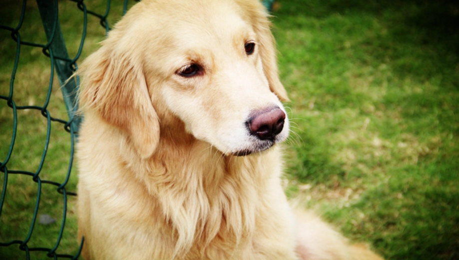 英系黃金獵犬性格