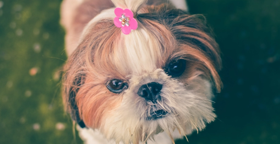 西施犬飼養注意事項