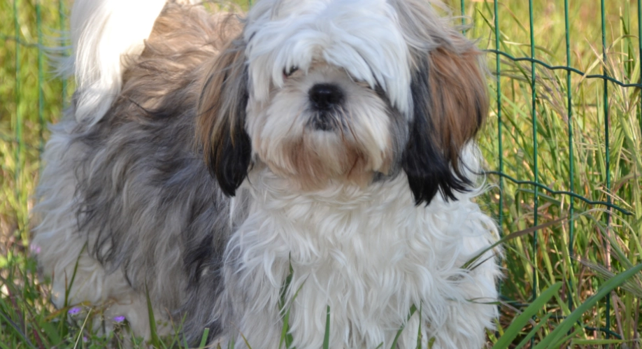 西施犬好養嗎